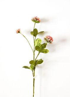 three pink flowers with green leaves on a white background