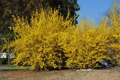 yellow flowers are blooming on the trees in front of a car parked by it