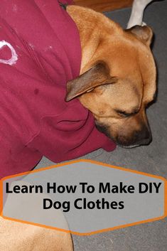 a dog laying on the floor with its head under a shirt that says learn how to make diy dog clothes