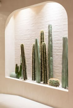 several cactus plants are displayed in a white room