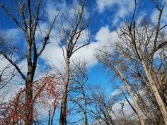 trees with no leaves and blue sky in the background