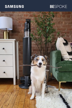 These are various scenes that showcase the amazing pet hair cleaning abilities of the Bespoke Jet AI. Max agrees the pet hair attachment makes cleaning easy!