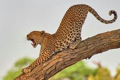 a cheetah standing on top of a tree branch with it's mouth open