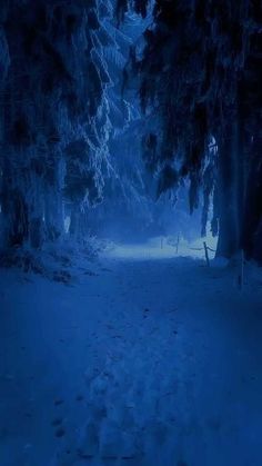 a snowy path in the woods at night