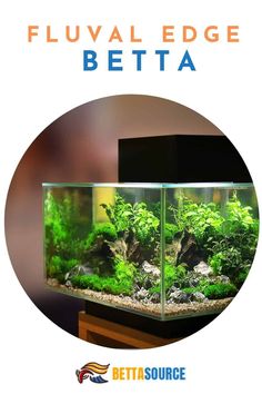 a fish tank filled with green plants and rocks in front of a white background text reads fluval edge betta