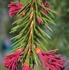 a close up of a pine tree with red flowers