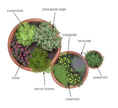 the parts of a plant in a flower pot on a white background, labeled with their names