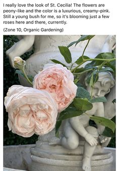 two pink flowers sitting on top of a statue