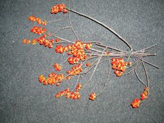 small orange and yellow flowers laying on the ground next to a branch with tiny leaves