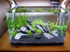 an aquarium with rocks and plants in it