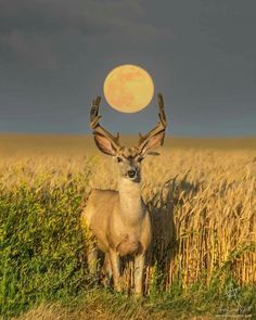 a deer standing in the middle of a wheat field under a full moon with antlers on it's head