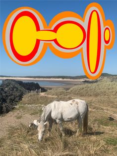 a white horse grazing on top of a dry grass covered field next to the ocean