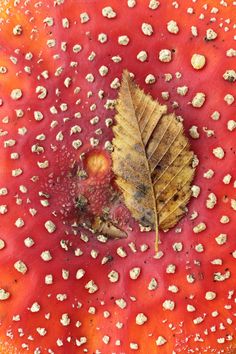 an apple with a leaf on it and some other things in the middle of it