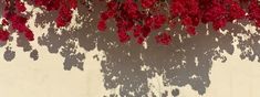 red flowers are growing on the side of a white wall with shadows cast by it