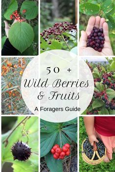 wild berries and fruits are featured in this collage