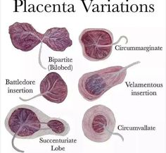 the different parts of an animal's body and their functions in its habitat, including leaves