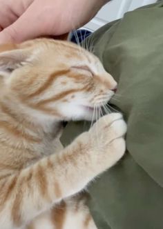 an orange and white cat laying on top of a person's lap next to a pillow