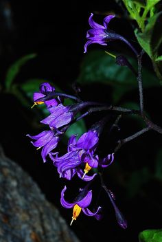 purple flowers blooming on the side of a tree branch at night time with green leaves