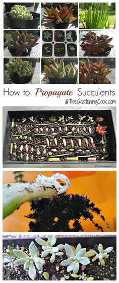 how to propagate succulents in containers with instructions for growing them