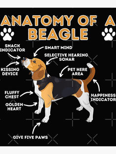 the anatomy of a beagle on a black background with an orange and white dog's name