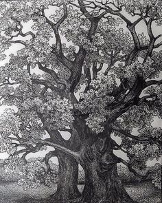 a black and white drawing of a tree