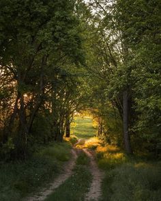 a dirt road in the middle of some trees and grass on either side of it