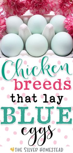 six bright blue chicken eggs in a white carton with text that reads chicken breeds that lay blue eggs Blue Chicken Eggs, Chicken Breeds For Eggs, Colorful Backyard, Blue Eggs