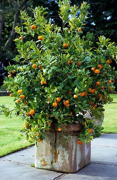 a potted plant with oranges growing in it