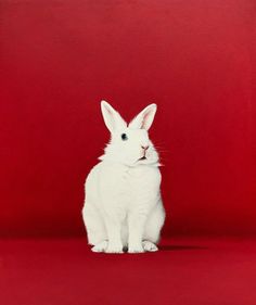 a white rabbit sitting in front of a red background