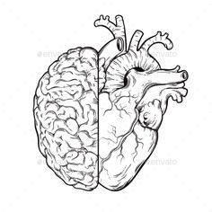 a black and white drawing of a human heart with the right side cut out to show it's normal size