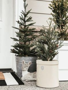 two potted christmas trees sitting next to each other