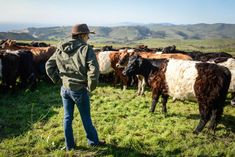 a man standing in front of a herd of cows on top of a lush green field