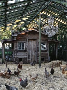 chickens and roosters in an enclosed area near a building with a chandelier