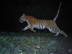 a tiger walking across a grass covered field in the woods at night with its head turned towards the camera