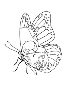 a black and white drawing of a butterfly with its wings spread out to the side