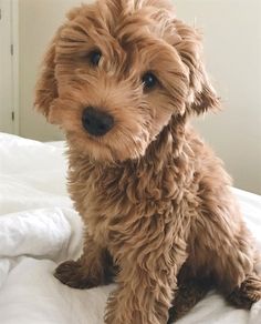 a small brown dog sitting on top of a bed