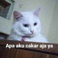 a white cat sitting on top of a wooden table next to a window with the caption apa aku cakar ajya ya