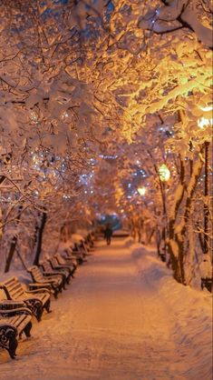 a row of benches sitting next to each other on a snow covered park bench lined with trees