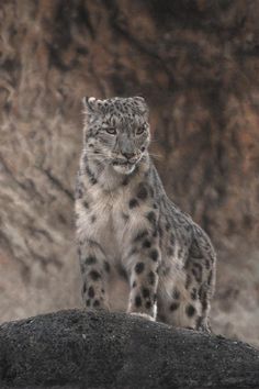 a snow leopard standing on top of a rock