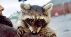 a woman holding a raccoon in her arms