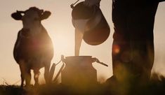 two cows standing next to each other in the grass