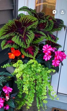 a potted plant with pink and red flowers