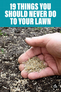 Whether you’re a green thumb or not, it’s easy to maintain a barefoot-worthy lawn with these tips. #lawncaretips #lawns #lawnscare #landscapingtips #landscaping Reseeding Lawn, Grass Seed Types, Farm Plants, Clover Lawn, Zoysia Grass, Mailbox Landscaping, Bermuda Grass, Shade Garden Plants, Types Of Grass