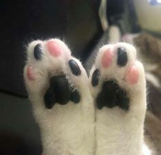 the paw of a cat with black and white spots on it's feet is shown