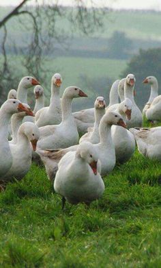 a flock of white ducks standing on top of a lush green field with trees in the background