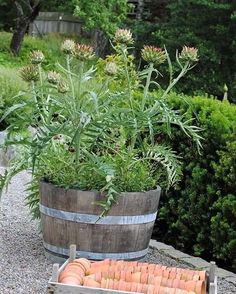 a wooden barrel filled with carrots next to plants and bushes in a garden area