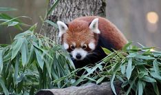 a red panda is sitting in the grass next to a tree and looking at something