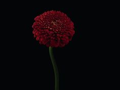 a single red flower is shown in the middle of the image, against a black background