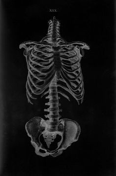 an x - ray image of a human skeleton in black and white, with the ribcage visible