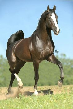 a brown horse is galloping in the grass on a sunny day with trees in the background